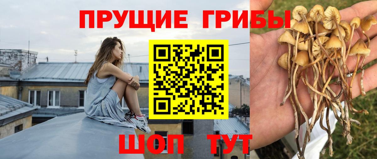 Псилоцибиновые грибы Psilocybe Сургут